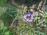 Orchis simia