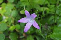 Campanula patula
