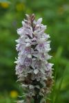 Dactylorhiza fuchsii