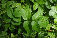 Aegopodium podagraria