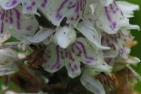 Dactylorhiza fuchsii