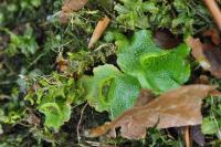 Lunularia cruciata