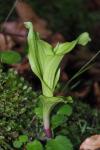 Epipactis helleborine