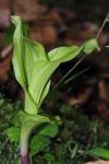 Epipactis helleborine