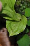Epipactis helleborine