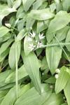 Allium ursinum