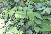 Polygonatum multiflorum