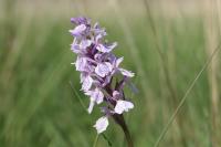 Dactylorhiza maculata