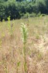 Anacamptis coriophora subsp. fragrans