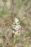 Anacamptis coriophora subsp. fragrans
