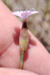 Petrorhagia prolifera