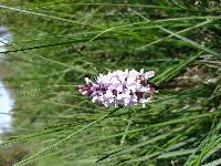 Dactylorhiza maculata