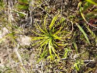 Isoetes histrix
