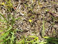 Cicendia filiformis