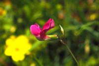 Lathyrus nissolia