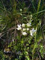 Orlaya grandiflora