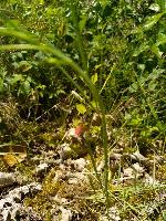 Lathyrus sphaericus