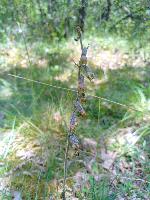 Epipactis microphylla