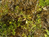 Euphorbia exigua
