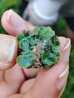 Lunularia cruciata
