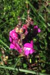 Antirrhinum majus