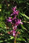 Orchis mascula