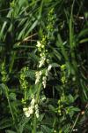 Stachys recta