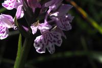 Dactylorhiza fuchsii