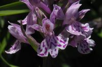 Dactylorhiza fuchsii