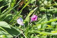 Lathyrus linifolius