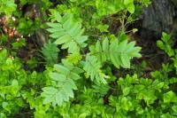 Sorbus aucuparia