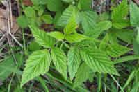 Rubus idaeus