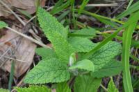 Teucrium scorodonia