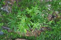Helleborus viridis