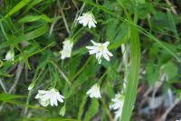 Rabelera holostea