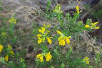 Genista hispanica subsp. occidentalis
