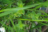 Cruciata laevipes
