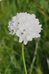 Armeria pubinervis