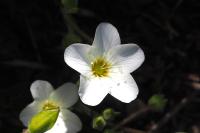 Arenaria montana