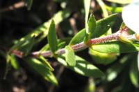 Arenaria montana