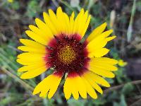 Gaillardia x grandiflora