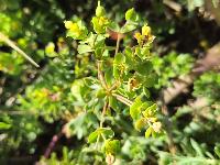 Euphorbia seguieriana