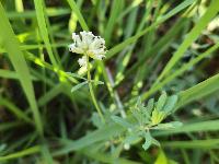 Lotus dorycnium