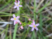 Centaurium erythraea
