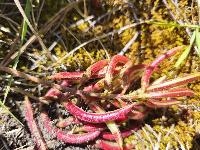 Astragalus monspessulanus
