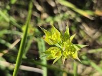 Bupleurum baldense