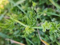 Torilis nodosa