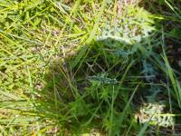 Phleum nodosum