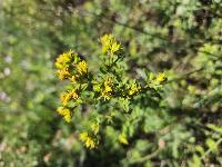 Hypericum perforatum