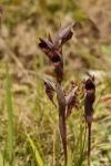 Serapias vomeracea